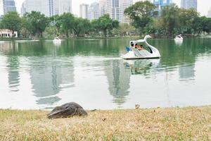 lézard d'eau dans le parc lumpini à bangkok. lézard dans le parc lumpini. varan sauveur. surveiller le lézard. photo