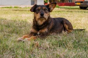 vieux chien posant et se reposant sur l'herbe en gros plan photo