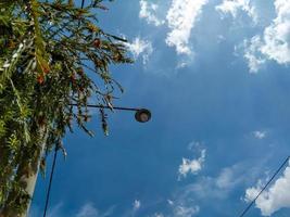 un réverbère et plante verte avec fond de ciel bleu photo