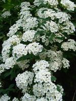 arbuste décoratif à fleurs blanches en fleurs. de petites fleurs couvrent toutes les branches de la plante. photo