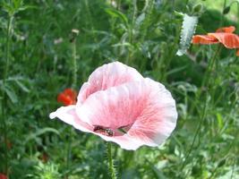 fleurs de pavot rouge avec une abeille et des champs de blé sur le fond. Papaver rhoeas pavot commun photo