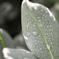 rosée et feuilles photo