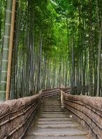 forêt de bambous à arashiyama, kyoto, japon photo