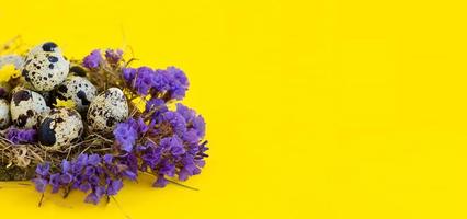bannière printemps carte de voeux de pâques avec des oeufs de caille avec des fleurs dans un nid sur fond jaune. la nourriture saine. photo