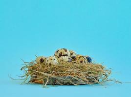 carte de voeux de pâques de printemps avec des oeufs de caille dans un nid sur fond bleu. la nourriture saine. photo