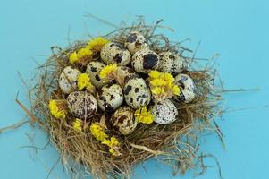 carte de voeux de pâques de printemps avec des oeufs de caille dans un nid sur fond bleu. la nourriture saine. photo