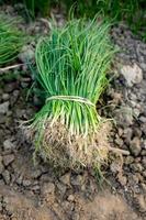 oignons plantés. les oignons verts lèvent en deux semaines. photo