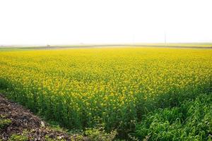 le champ de fleurs de moutarde est plein de fleurs. photo