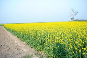 le champ de fleurs de moutarde est plein de fleurs. photo