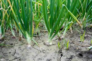 oignons plantés. les oignons verts lèvent en deux semaines. photo