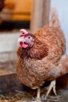 poule rouge en gros plan de poulailler. volailles pour l'élevage dans le village photo