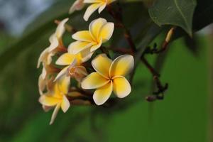 plumeria blanche en fleurs sur l'arbre, plumeria jaune sur le jardin photo