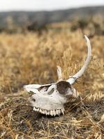 crâne d'animal dans un champ de pays ouvert photo