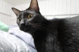 petit chaton noir se penche sur la caméra. un jeune chat aux yeux jaunes. photo