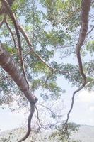 les branches des arbres et le ciel photo