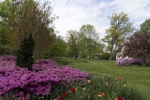 Fleur de tulipe à Baltimore Sherwood Gardens photo