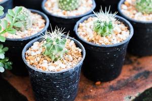 gros plan, de, cactus en pot photo