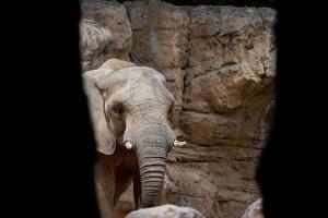 portrait d'éléphant d'un endroit caché tout en se cachant à l'intérieur d'une grotte photo