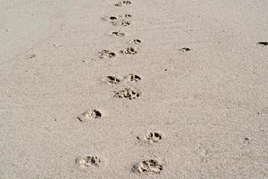 piste de chien sur la plage de sable photo