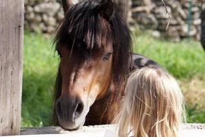 cheval poney brun et jeune fille blonde photo