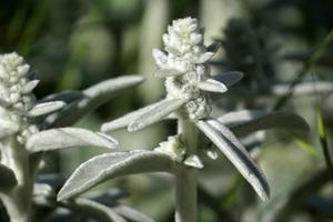 plante à feuilles d'argent stachys byzantina photo