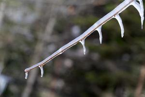 glaçons glace gelée sur les branches d'arbres photo