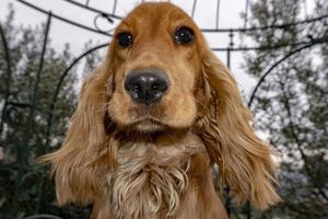 Cute puppy dog cocker spaniel portrait vous regarde dans la cour photo