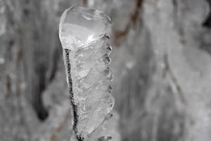 glaçons glace gelée sur les branches d'arbres photo
