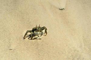 crabe vert sur la plage des seychelles photo