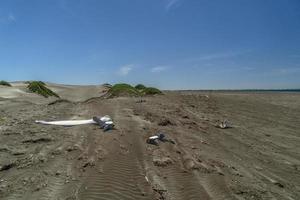 os de baleines mortes sur la plage photo