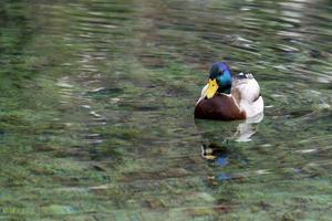 Portrait d'oiseau de canard sauvage sur le lac de Bled photo