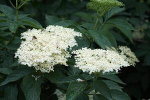 fleurs de sureau photo