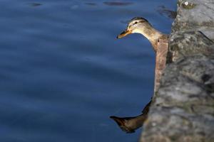 Portrait d'oiseau de canard sauvage sur le lac de Bled photo
