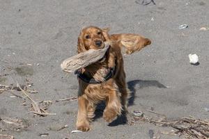 jeune chien chiot jouant sur la plage spaniel cocker photo