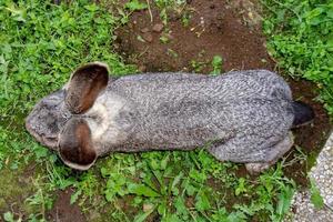 portrait de lapin dans une ferme photo