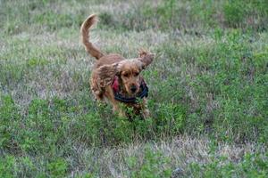 Happy puppy dog cocker spaniel dans l'herbe verte photo