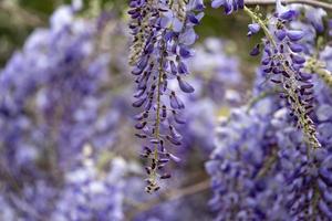 branche de fleurs violettes de glycine photo