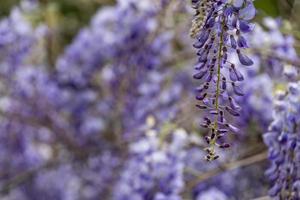 branche de fleurs violettes de glycine photo