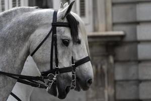 Détail des chevaux blancs de parade photo