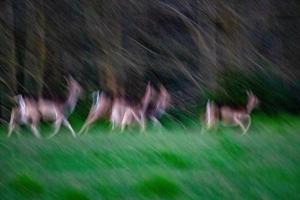 effet de déplacement sur le portrait de cerf tout en courant sur fond de forêt comme un pétroglyphe photo