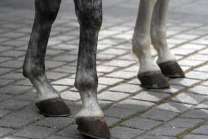 Détail des chevaux blancs de parade photo