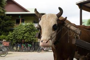 vache avec corde dans le nez aux seychelles photo