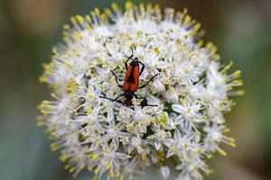 Insecte beatle rouge et noir sur fleur d'oignon photo