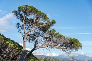 pin maritime en ligurie, italie sur fond de ciel photo