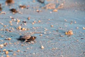 nouveau-né, tortue verte golfina, approche, mer photo