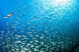 portrait de plongeur tout en plongeant à l'intérieur d'un banc de poissons sous l'eau photo