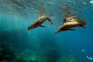 jeune chiot lion de mer californien touchant un plongeur photo