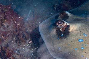 panais stingray fish eye détail gros plan photo