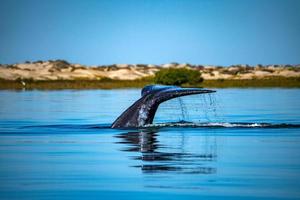 queue de baleine grise descendant dans l'océan au coucher du soleil photo