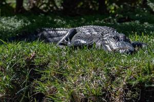 alligator de floride dans les everglades portrait en gros plan photo